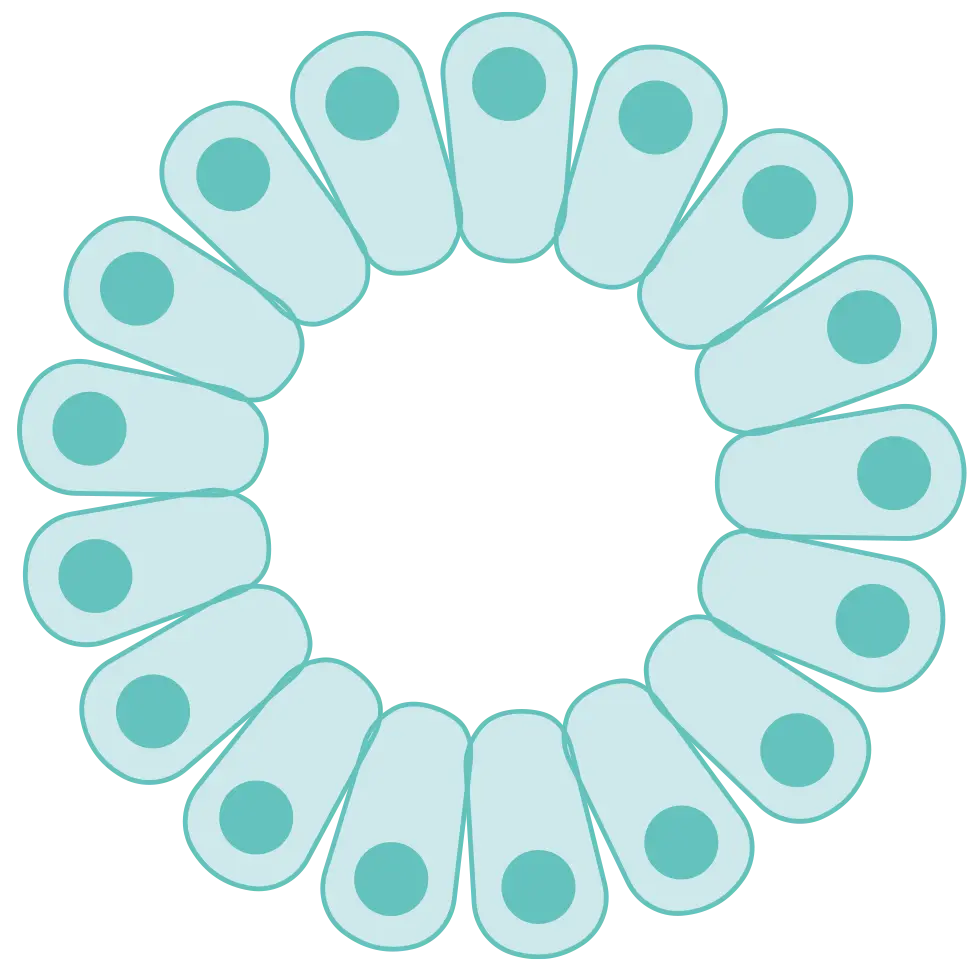 ISoOR Organoid Events