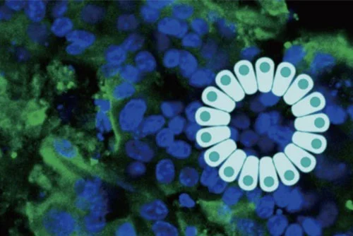 A New Frontier in Science: ISoOR Launches Journal of Organoid & Bioscience